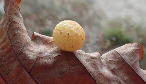 Réf. 251 473 : Cynips quercusfolii